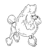 Toy Poodle