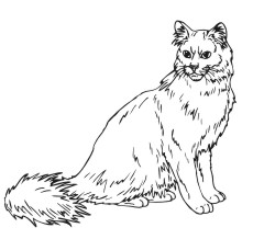 Turkish Angora