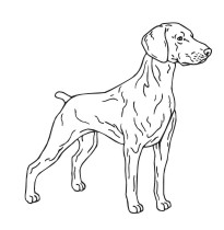 Weimaraner 2