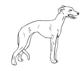 Whippet