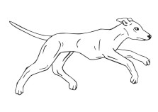 Whippet 2