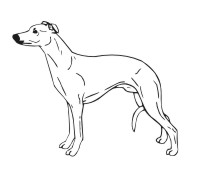 Whippet 3